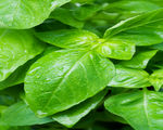 Basil Cinnamon Orange Vinegar